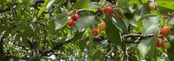 Obstsortenbestimmung im Gerätemuseum Bergnersreuth